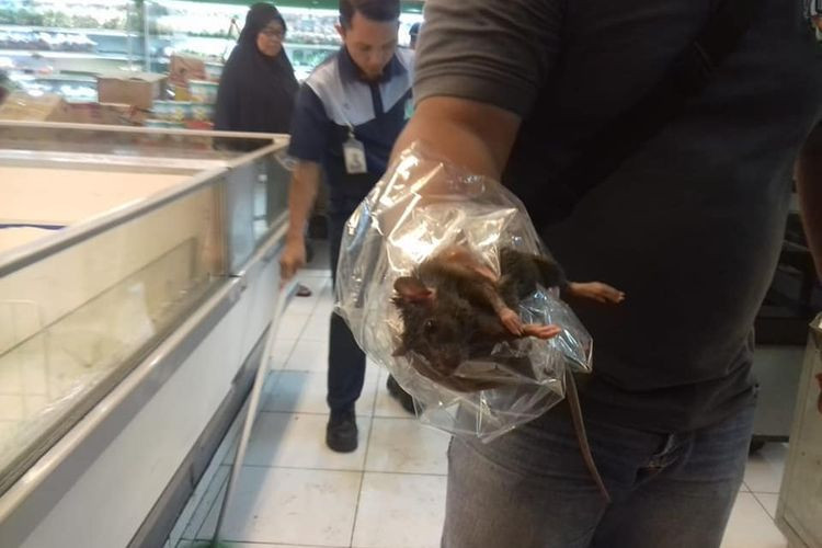 Tikus terjebak di dalam freezer makanan