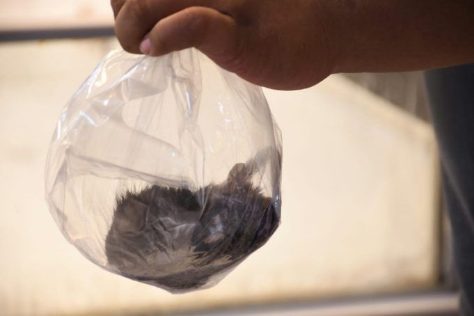 Tikus terjebak di dalam freezer makanan