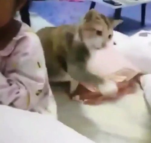 mencoba melindungi majikan