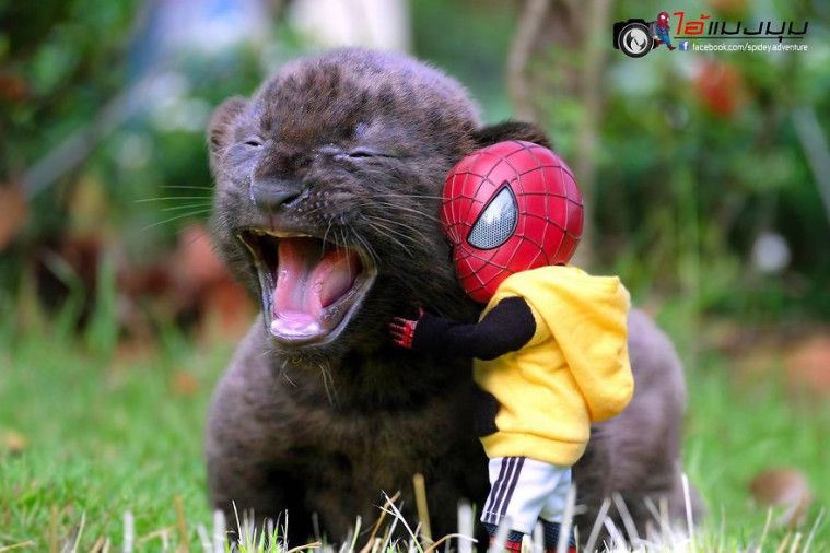 Spidey Adventure