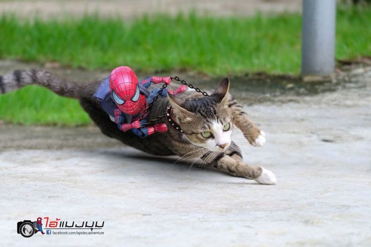 Spidey Adventure