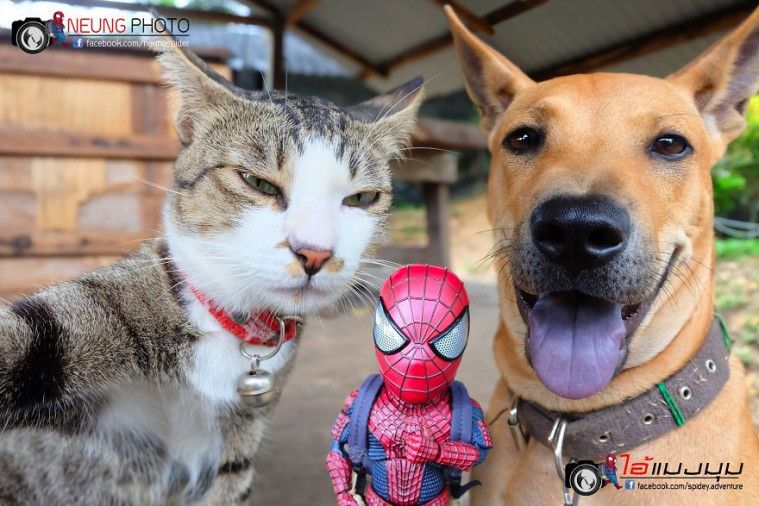 Spidey Adventure
