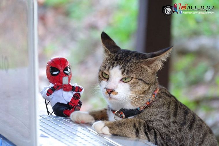 Spidey Adventure
