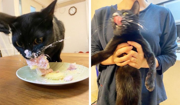Bikin Tepuk Jidat! Begini Jadinya Kalau Kucing & Anjing Nggak Tau Diri!