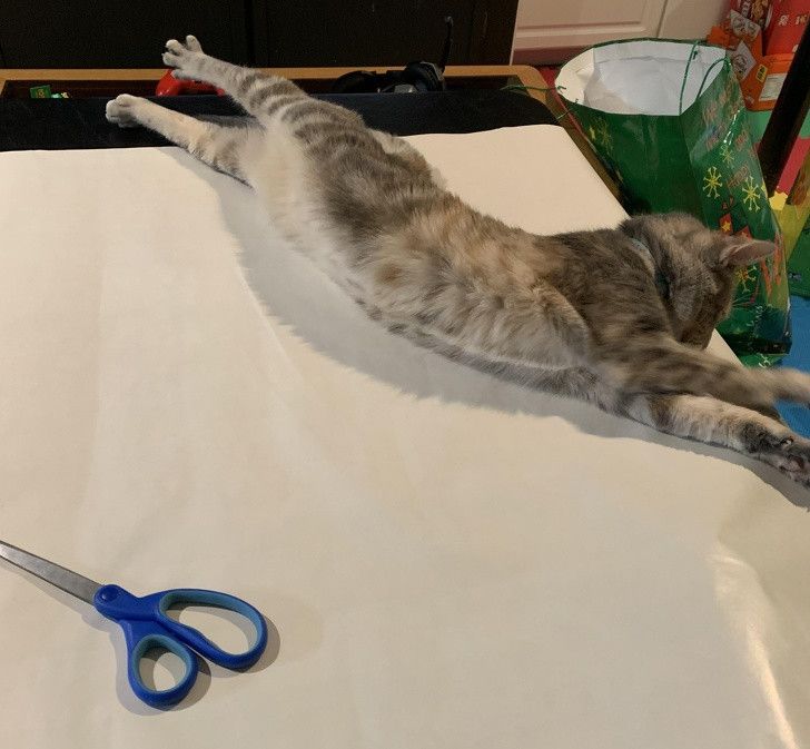 Bikin Tepuk Jidat! Begini Jadinya Kalau Kucing & Anjing Nggak Tau Diri!