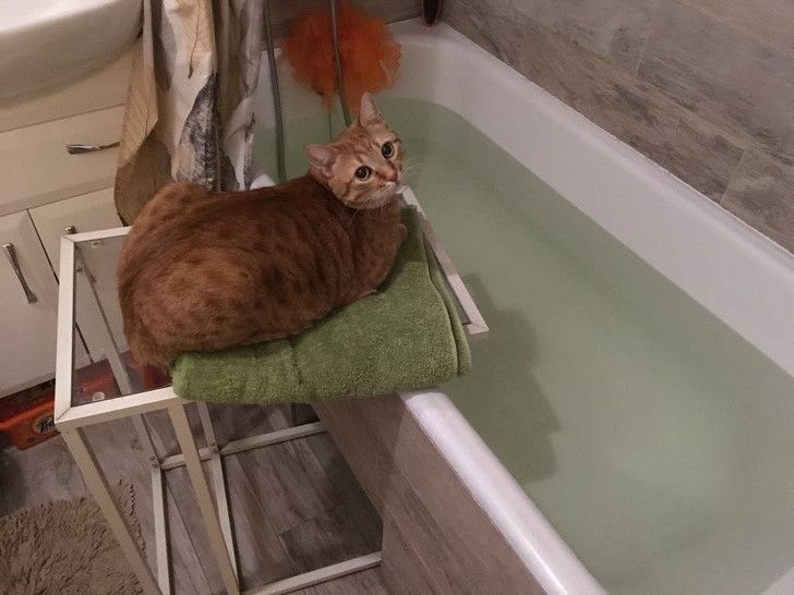Bikin Tepuk Jidat! Begini Jadinya Kalau Kucing & Anjing Nggak Tau Diri!