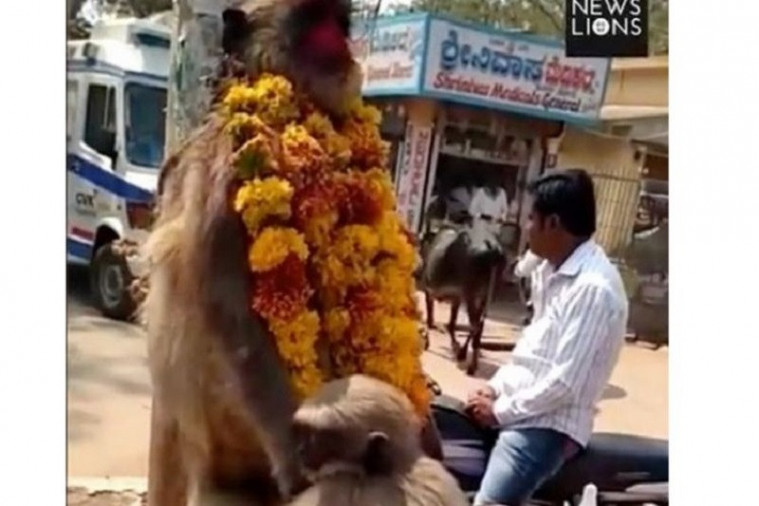 Anak Monyet  Berusaha Bangunkan Ibunya yang Mati Tersetrum