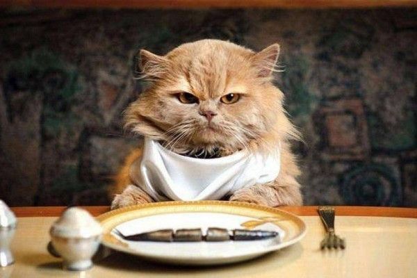Ilustrasi kucing minta makan