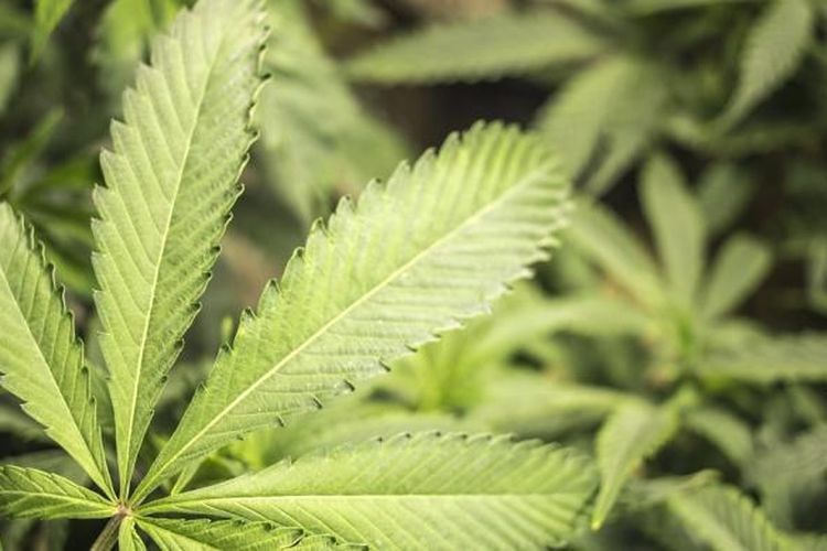 Superman dan Temannya Kepergok Tanam Ganja Buat Nge-fly di Kontrakan, Kini Ditangkap Polisi!