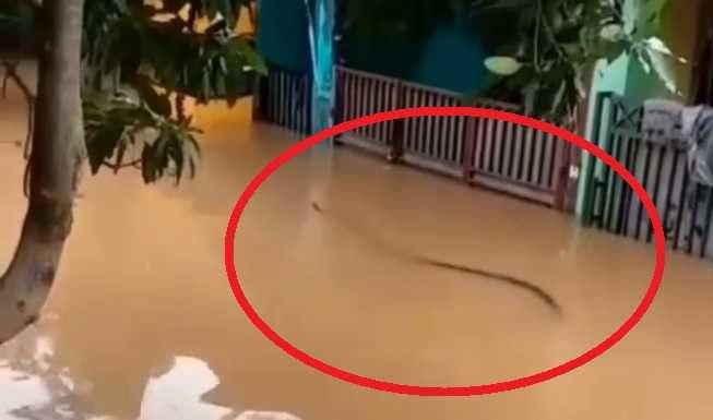 Ilustrasi penampakan ular saat banjir