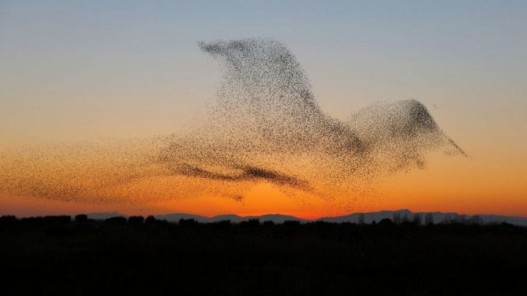 Momen Langka! Semula Fotografer Ini Hanya Memotret Kawanan Burung Terbang, Ternyata Hasilnya di Luar Dugaan