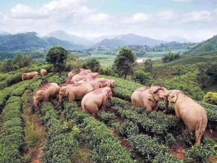 Kawanan Gajah Terkapar di Kebun Teh, setelah Tak Sengaja Minum Arak Milik Warga sampai Mabuk