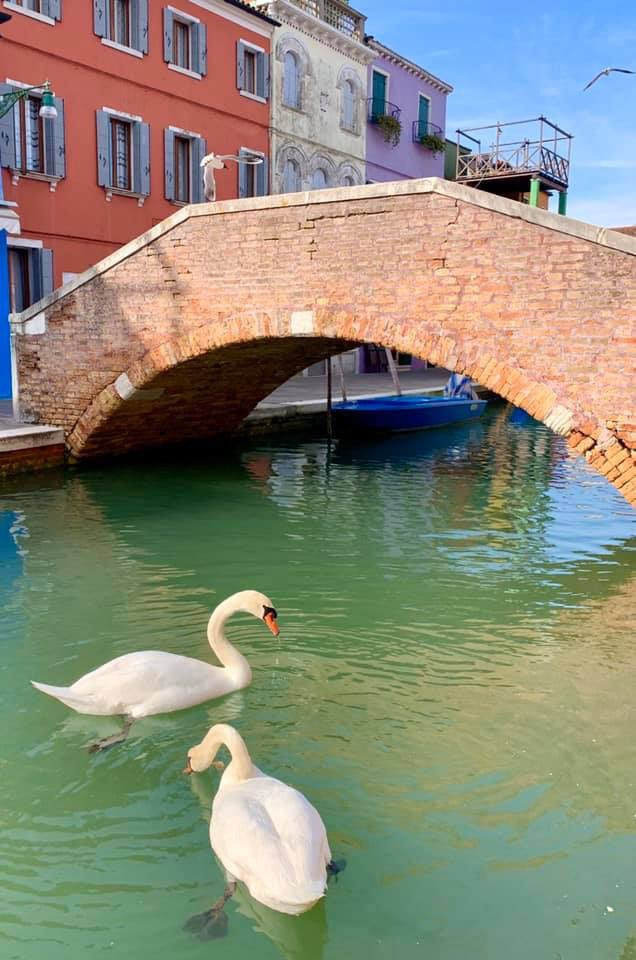 Hikmah Pandemi Corona! Kanal di Venesia Jernih dan Jadi Habitat yang Ramah bagi Ikan dan Angsa