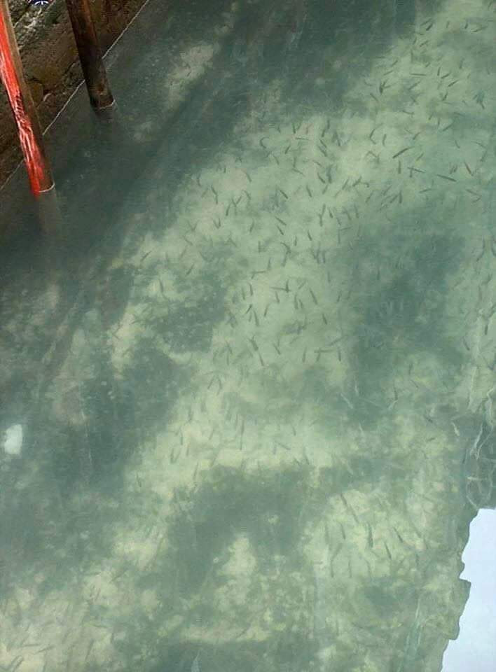 Hikmah Pandemi Corona! Kanal di Venesia Jernih dan Jadi Habitat yang Ramah bagi Ikan dan Angsa