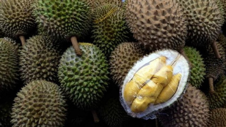 Durian Tapi Nangka, Nangka Tapi Durian