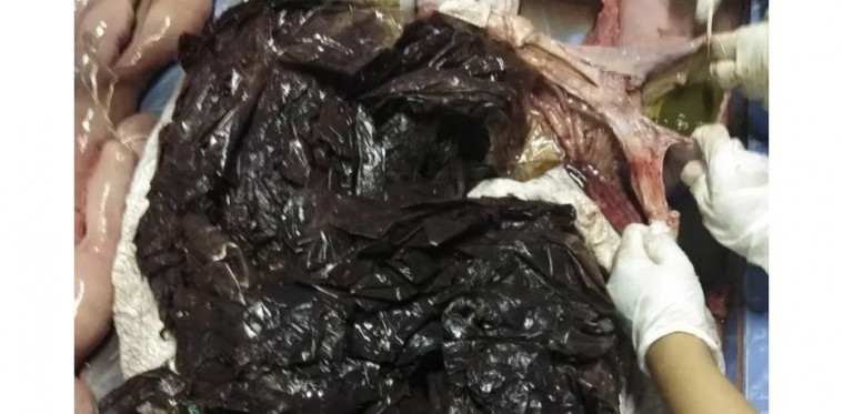 Kantong plastik di dalam tubuh paus
