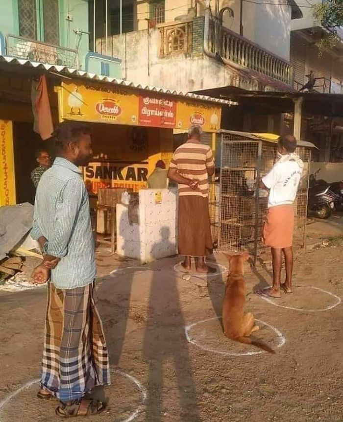 Hewan-hewan yang terlihat seolah sedang mengikuti anjuran physical distancing.