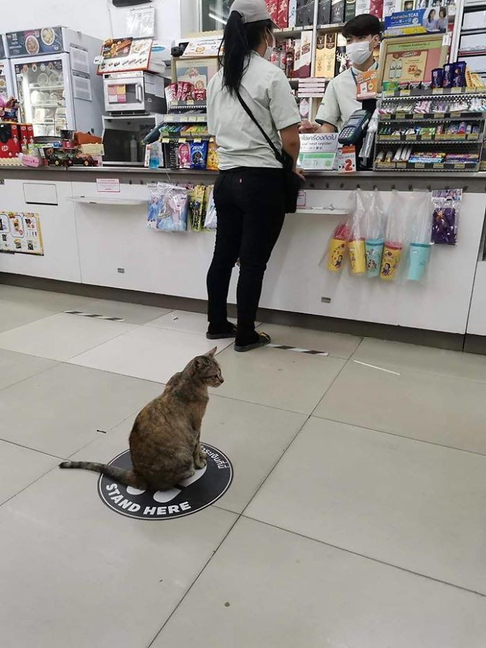 Hewan-hewan yang terlihat seolah sedang mengikuti anjuran physical distancing.