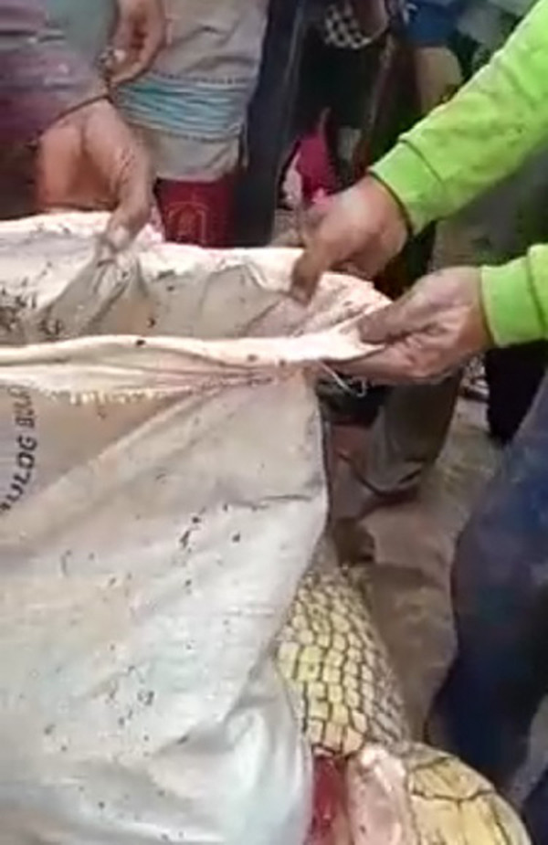warga belah perut buaya