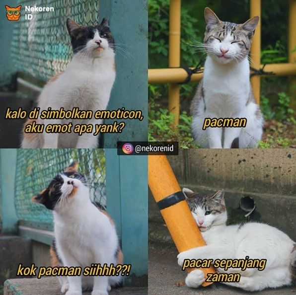 Gemesin, Beginilah Ekspresi Kucing Ketika Tengah Dibuai Asmara!