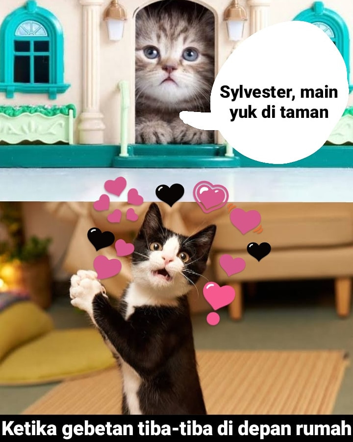 Gemesin, Beginilah Ekspresi Kucing Ketika Tengah Dibuai Asmara!