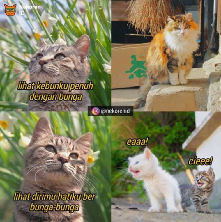 Gemesin, Beginilah Ekspresi Kucing Ketika Tengah Dibuai Asmara!