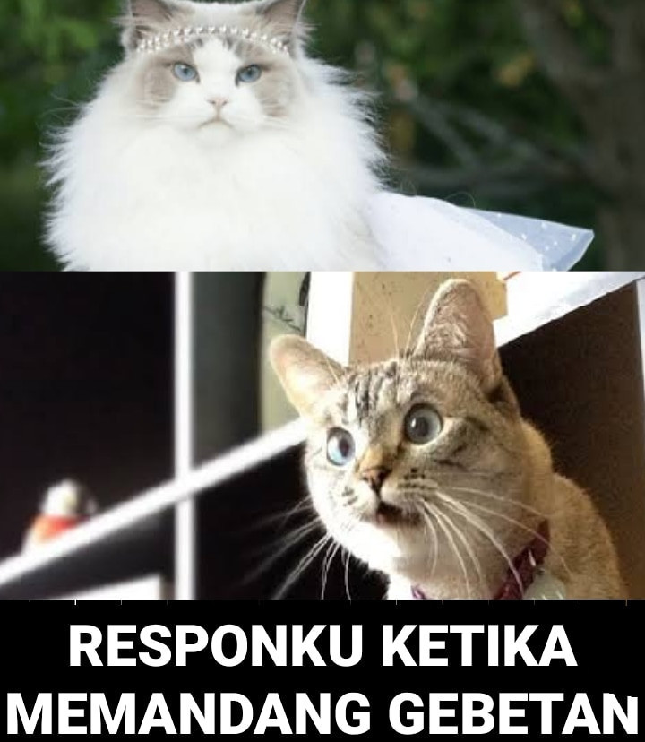 Gemesin, Beginilah Ekspresi Kucing Ketika Tengah Dibuai Asmara!
