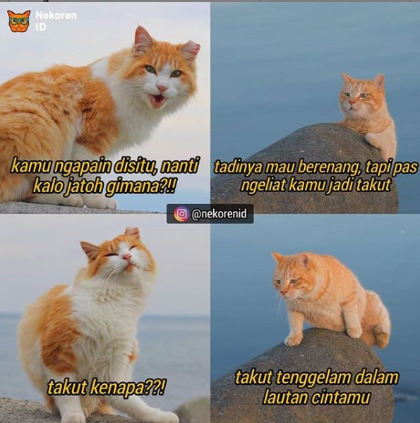 Gemesin, Beginilah Ekspresi Kucing Ketika Tengah Dibuai Asmara!