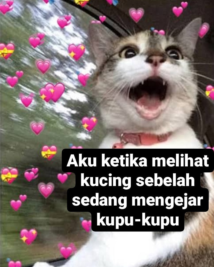 Gemesin, Beginilah Ekspresi Kucing Ketika Tengah Dibuai Asmara!