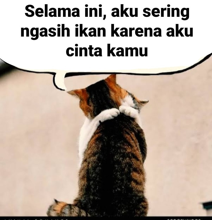Gemesin, Beginilah Ekspresi Kucing Ketika Tengah Dibuai Asmara!