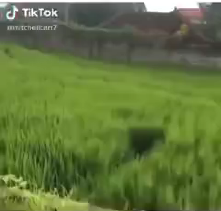 Tangkapan layar WNA yang diduga rusak sawah warga demi konten Tiktok