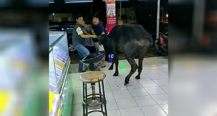 Sapi Masuk Toko HP