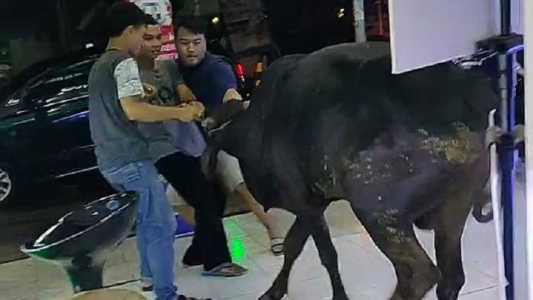 Sapi Masuk Toko HP