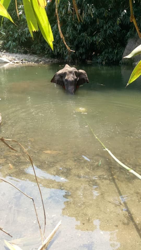 Geram! Seekor Gajah Hamil Mati Mengenaskan usai Diberi Makan Nanas Berisi Petasan