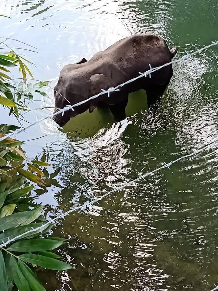 Geram! Seekor Gajah Hamil Mati Mengenaskan usai Diberi Makan Nanas Berisi Petasan