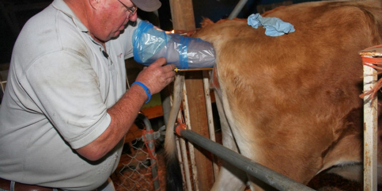 Nekat minum obat kuat untuk sapi