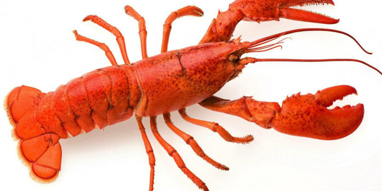 Lobster