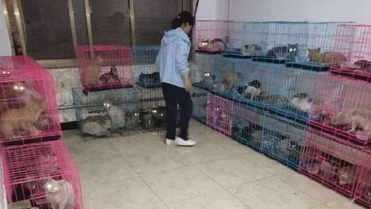 Bikin Nangis! Viral 700 Kucing Diculik dan Dijadikan Masakan di China