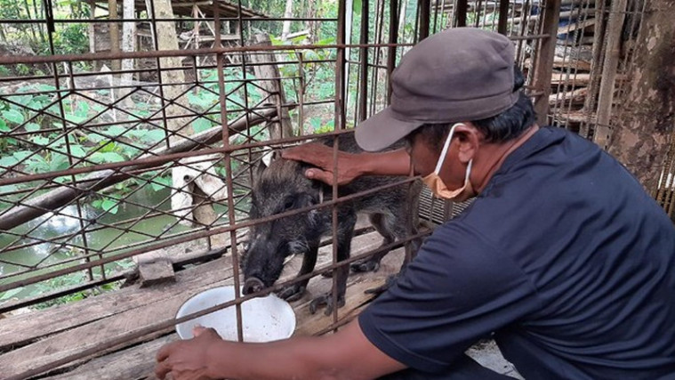 Geger Babi Aneh di Banyumas, Hobi Seruput Kopi dan Makan Nasi