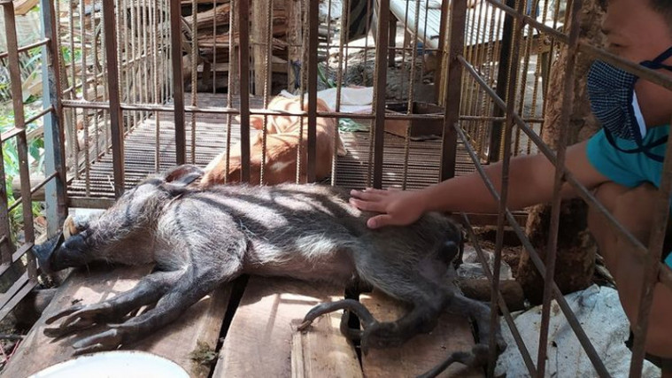 Geger Babi Aneh di Banyumas, Hobi Seruput Kopi dan Makan Nasi