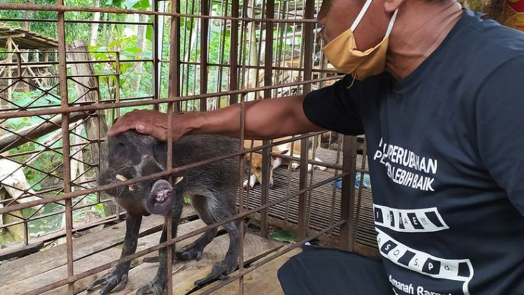 Geger Babi Aneh di Banyumas, Hobi Seruput Kopi dan Makan Nasi