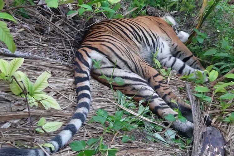 Kejam Harimau Sumatera di Aceh Mati Diduga Sengaja Diracun