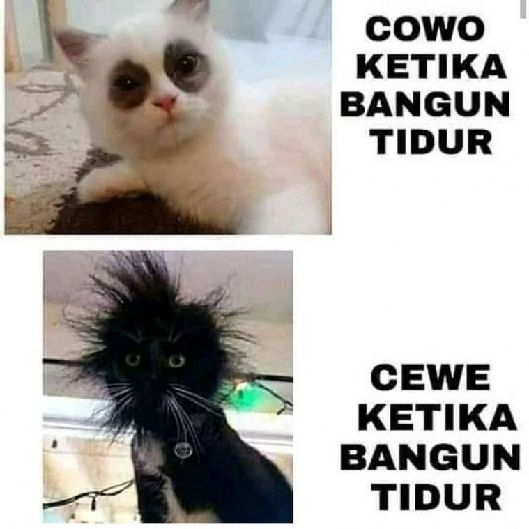 Meme ekspresi gemas kucing