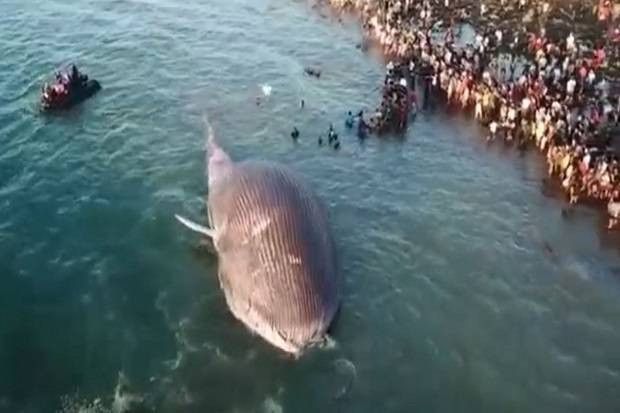 Bangkai paus 100 ton