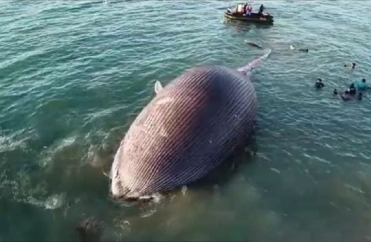 Bangkai paus 100 ton