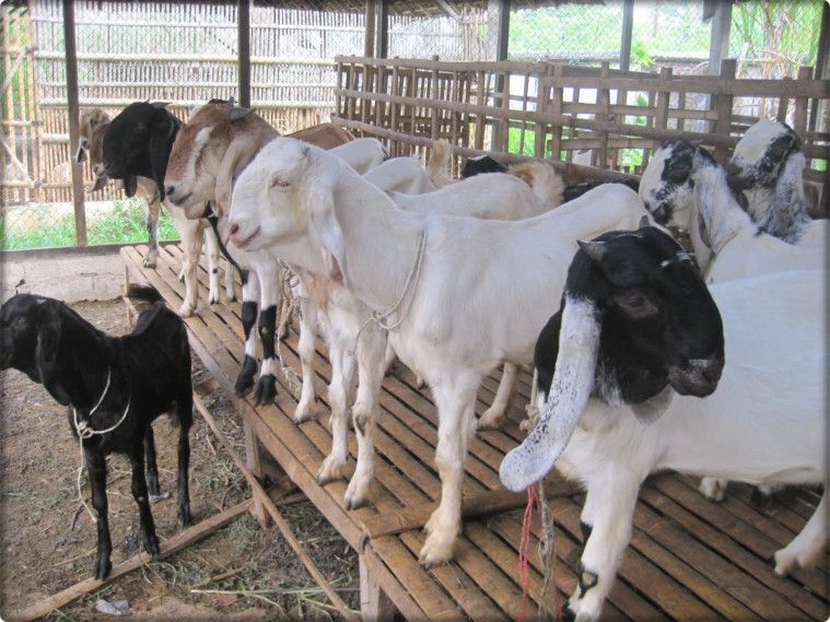 Harga Hewan Kurban Idul Adha 2020 (Kambing, Sapi, Unta)