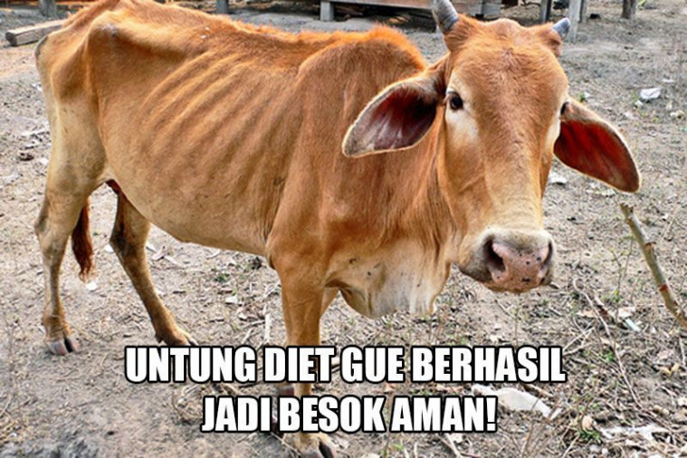 Meme hewan kurban