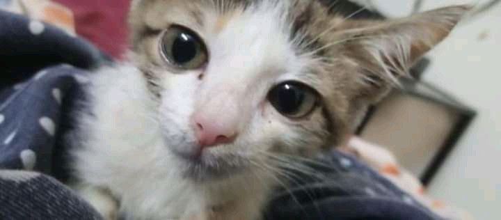 Ilustrasi anak kucing