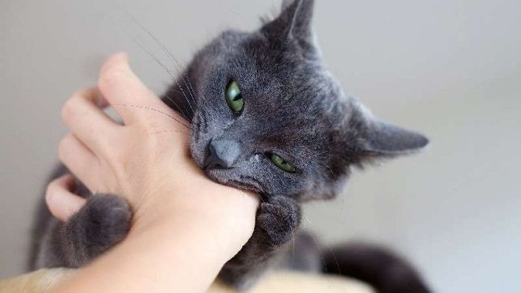 Ilustrasi kucing