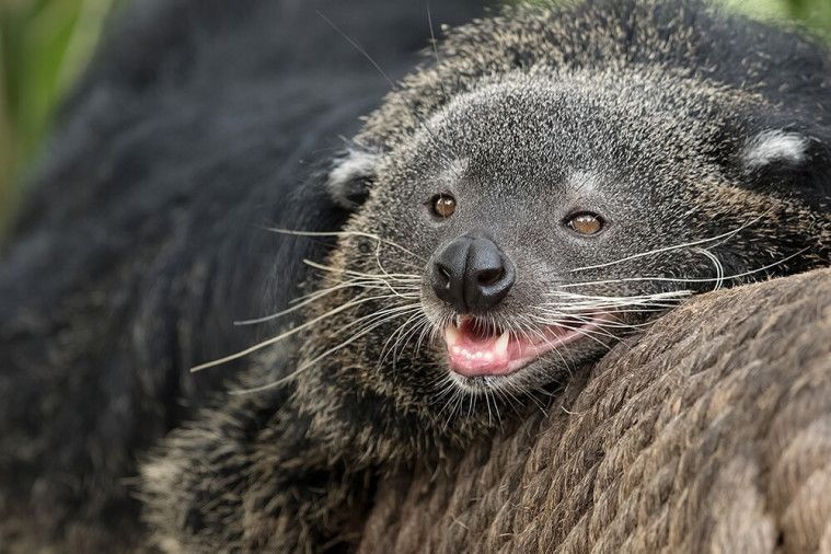 Binturong